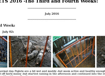 Visual link to web page showing the life of young
          tropical backyard pigletds
