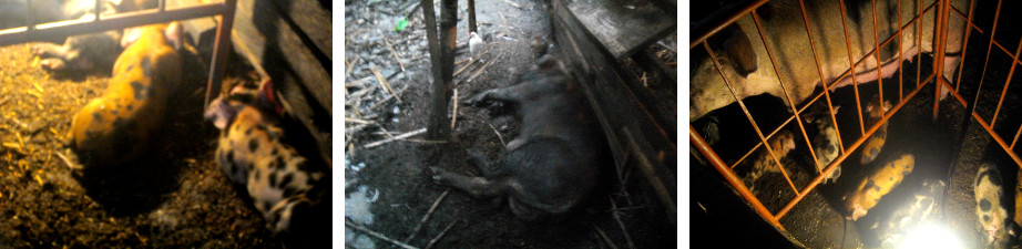 Images of tropical backyard piglets
        and parents after a heavy rainstorm