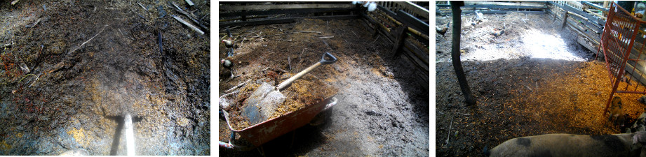 Images of rotting organic bedding
          material being removed from tropical backyard pig pen