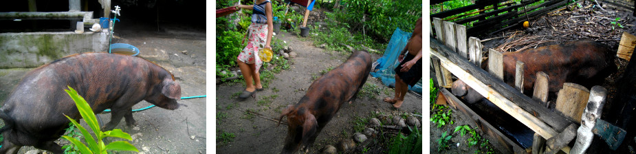 Images of sick boar having a walk in a
        tropical garden