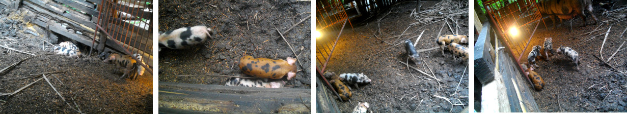 Images of young piglets in a tropical
        backyard