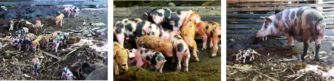 Images of one day old tropical backyard piglets