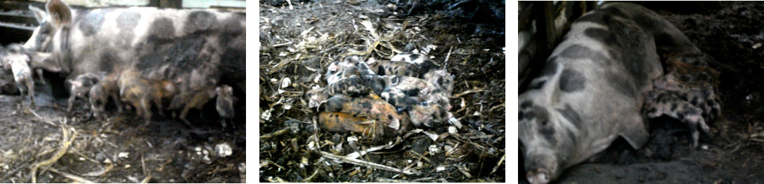 Images of young tropical backyard
        piglets with mother