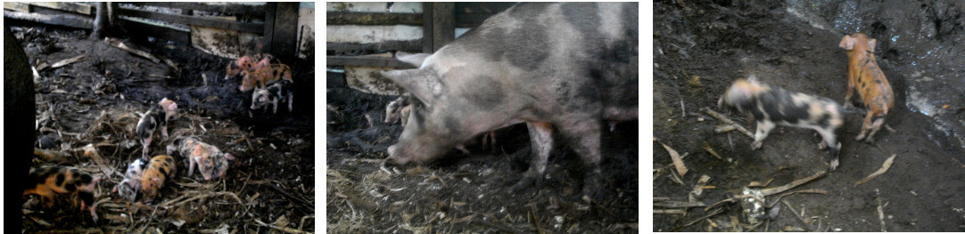 Images of tropical backyard sow with
        five day old piglets