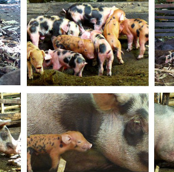 Visual link to "Auntie Brownie's first
          Farrowing" webpage