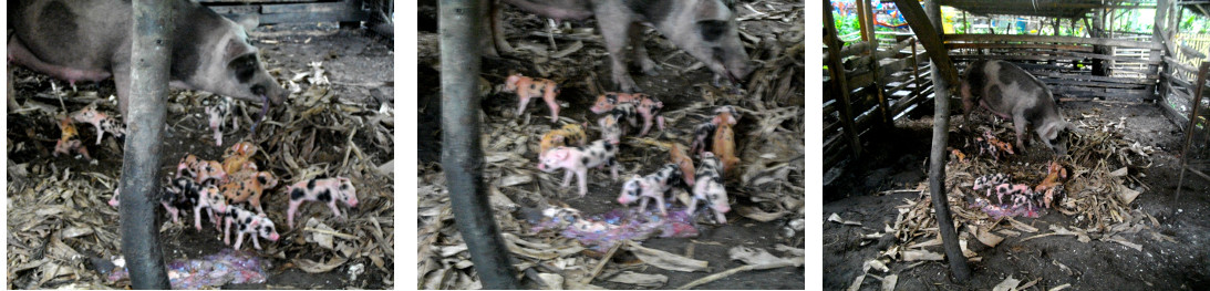 Images of newly born tropical backyard piglets