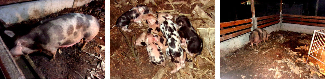 Images of tropical backyard sow just
        after farrowing