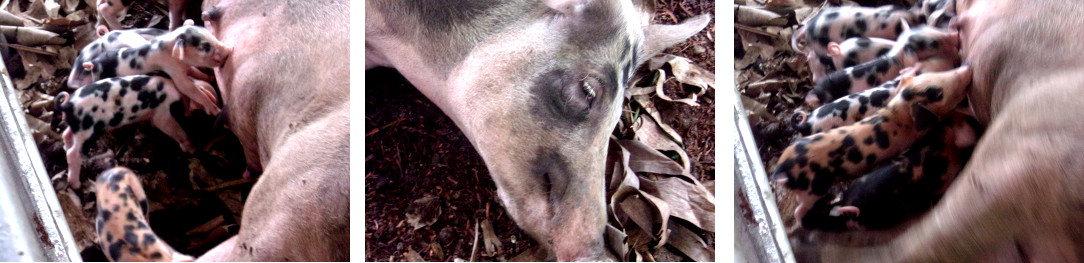 Images of tropical backyard sow
                suckling two day old piglets