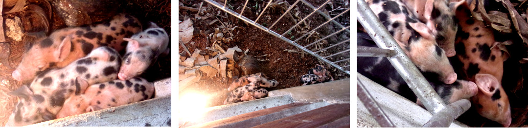 Images of four day old tropical backyard piglets huddled
        together for warmth