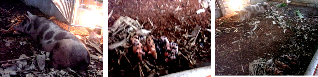 IMages of tropical backyard sow with three day old
        piglets