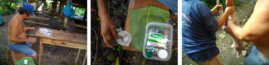 Images of preparation for piglet castration in tropical
        backyard