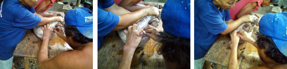 Images of piglet being castrated in tropical backyard