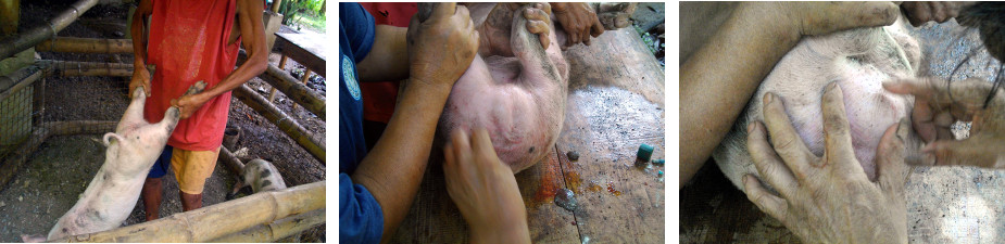 Images of castration of piglets in tropical backyard