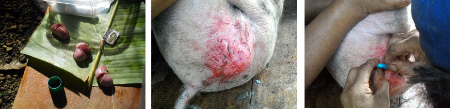 Images of castration of piglets in tropical backyard