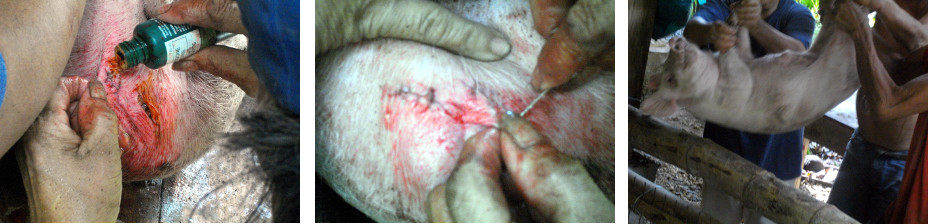 Imges of piglet castration in tropical backyard