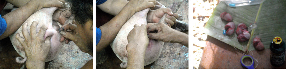 Images of Piglets being castrated in tropical backyard