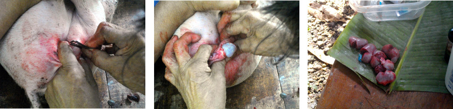 Images of Piglets being castrated in tropical backyard