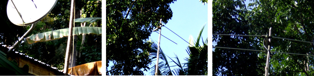 Image of tropical TV antenae