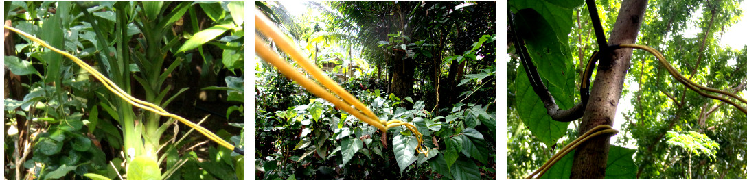 Images of wire in tropical backyard