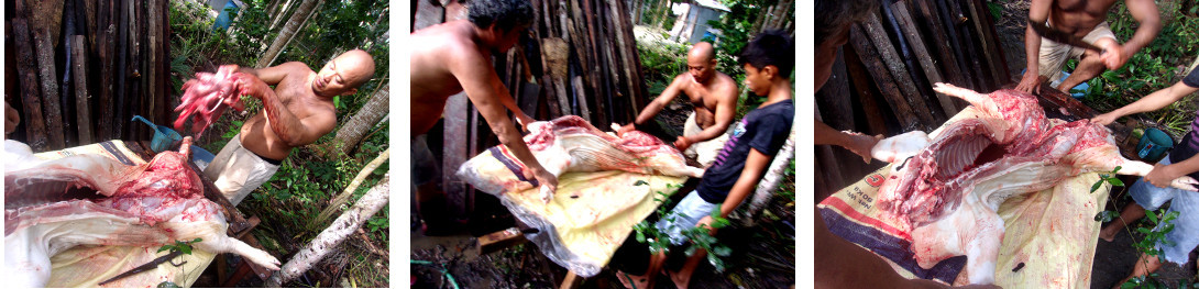 Images of tropical backyard pig being butchered