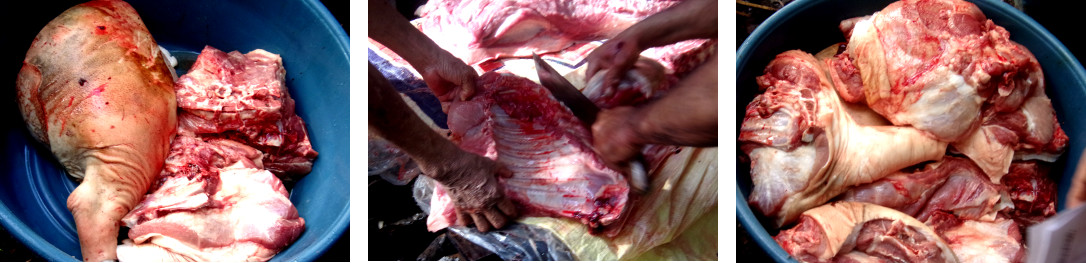 Images of tropical backyard pig being butchered