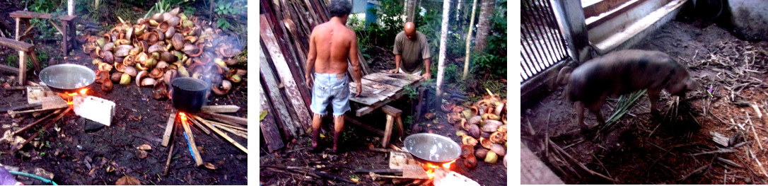 Images of early morning preparations
        before butchering a tropical backyard piglet