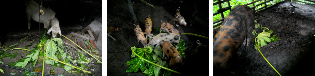 Images of leves collected after
        tropical storm being used as animal fodder