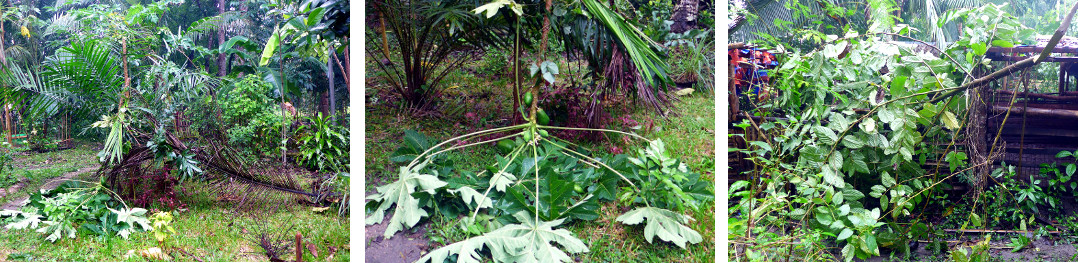 Images of afternmath of tropical storm