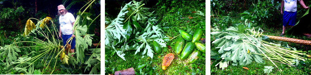 Images of damage by local tropical storm