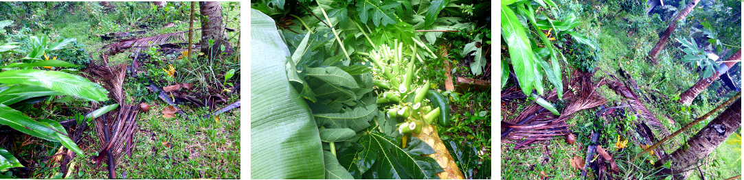 Images of damage done by local tropical storm