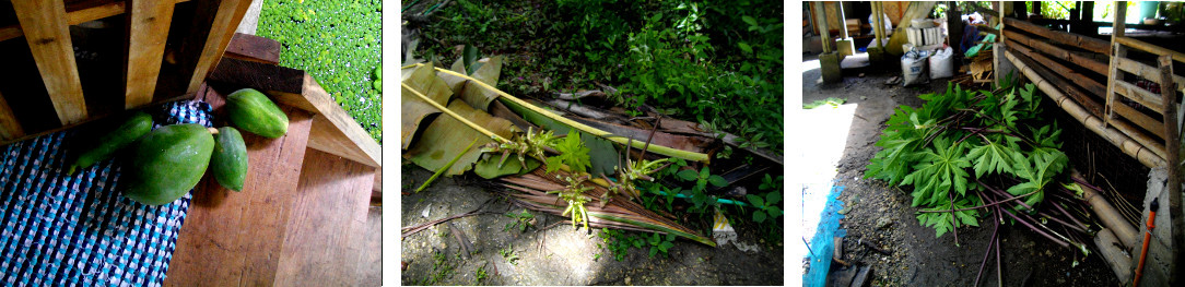 Images of cleaning up after local tropical storm