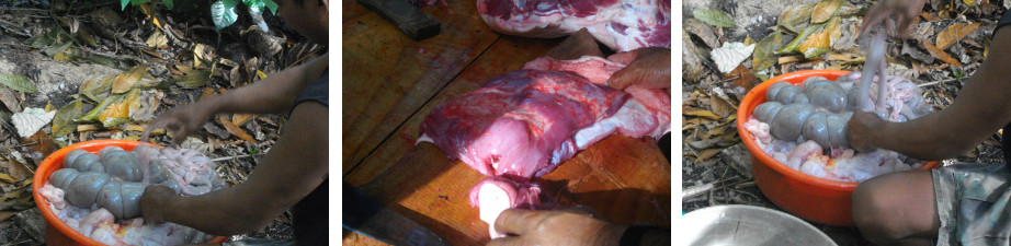 Images of dismebering a tropical backyard pig