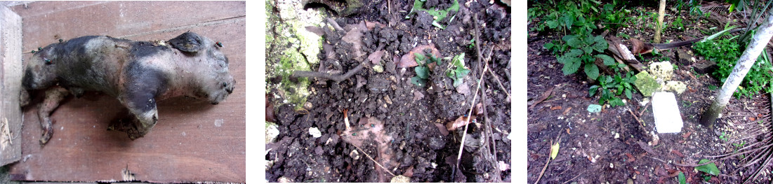 Images of dead piglet in tropical
          backyard