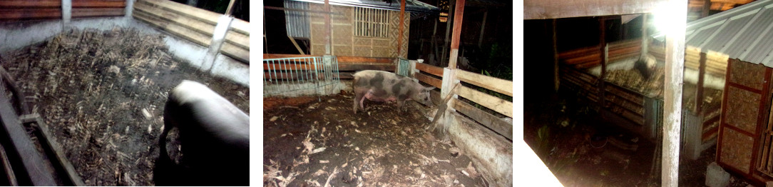 IMages of tropical backyard sow after
        delivering dead piglets