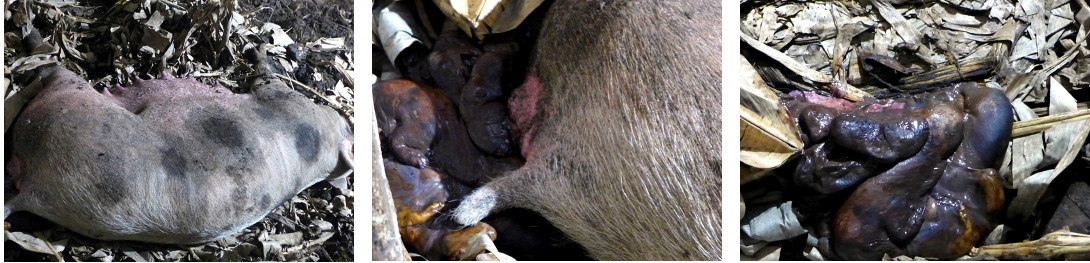 IMages of tropical backyard sow goving
        birth to mumified piglets