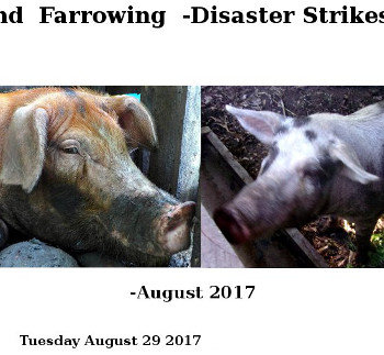 Visual link to "Harrowing Farrowing" webpage