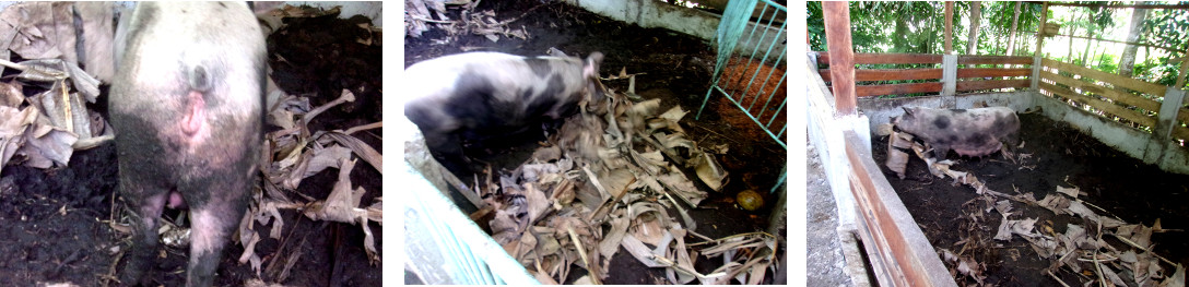 Imaghes of tropical backyard sow
        starting to bui,d nest for farrowing