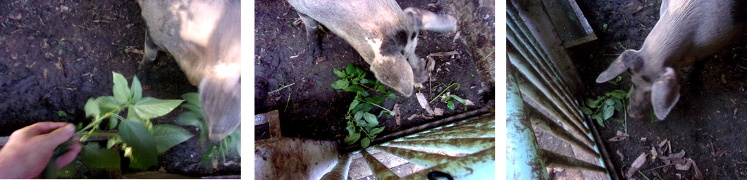 Images of tropical backyard sow
          recovering from delivering dead piglets