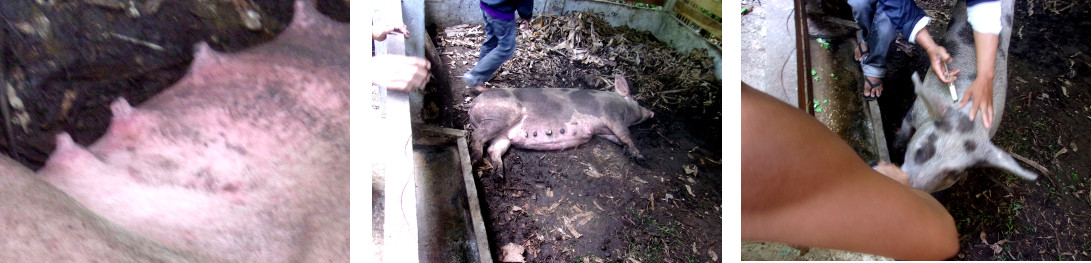 Images of tropical backyard sow
          being goiven an injection