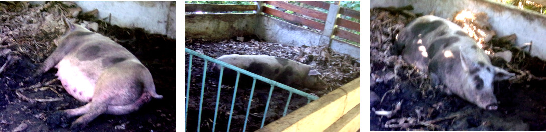 Images of tropical backyard sow
          exhasted after birthing dead piglets