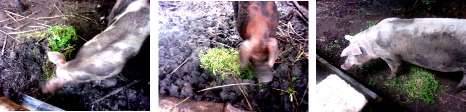 Images of tropical backyard Pigs
        eating