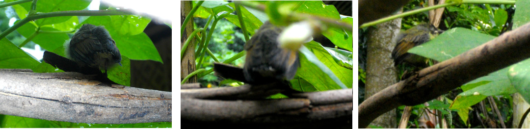 Images of smll Philippine bird rscued from cat