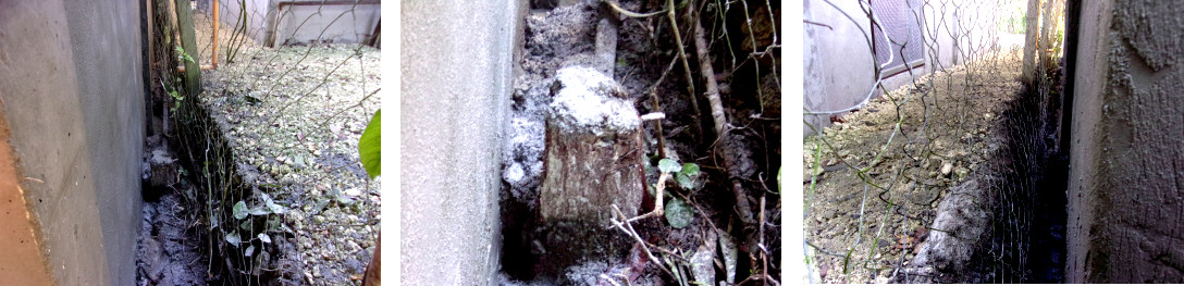 Images of behind a newly built
            wall along tropical backyard boundary