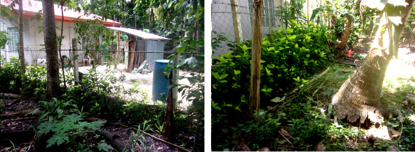 Images of tropical neighbour's house