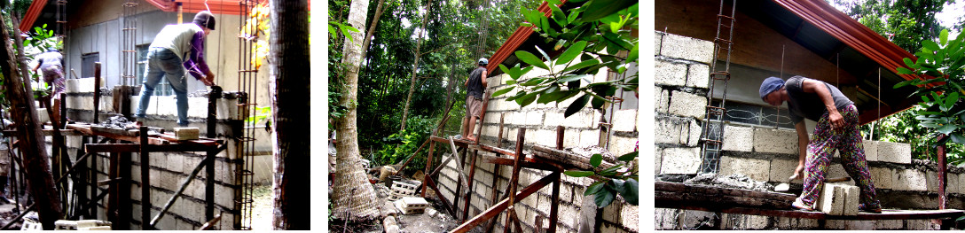 Images of wall constructed along
            tropical backyard boundary