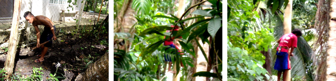 Images of man climbing a tropical backyard tree to chop
        it down