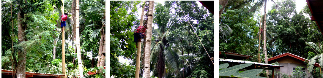 Images of tree being cut in tropical backyard