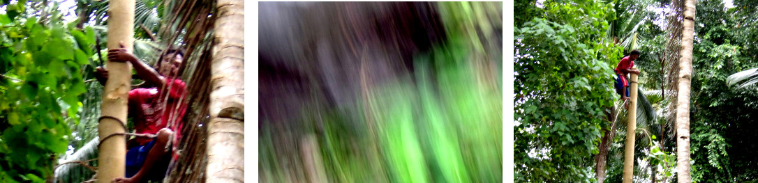 Images of tree being felled in tropical backyard