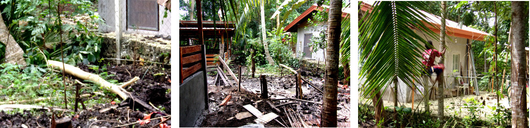 Images of tree being felled in
        tropical backyard