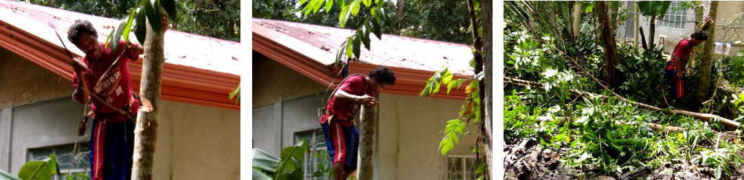 Images of tree in tropical backyatd being cut down